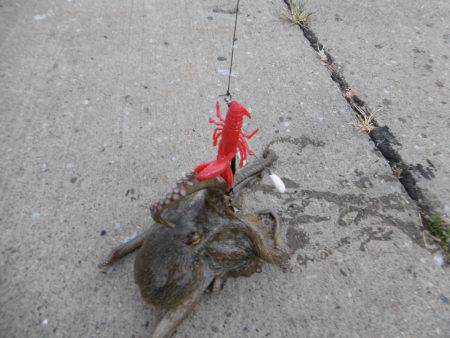 遠征２日目オクトパッシング